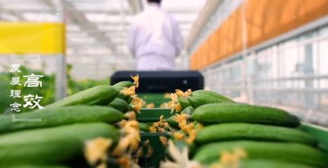 看&ldquo;工业化&rdquo;蔬菜种植如何领跑现代农业