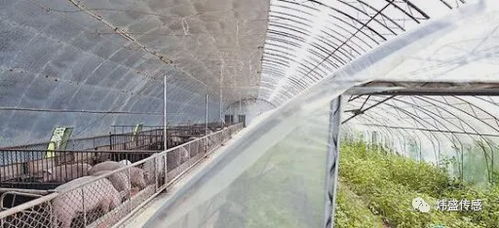 智能监测，精准调控 红外CO2传感器在现代温室养殖场中的关键作用